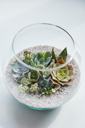 Stunning Succulent Bowl Succulents