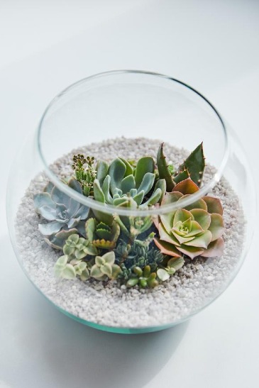 Stunning Succulent Bowl Succulents in Oakland Park, FL | Eva's Flowers & Gifts