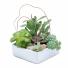 Stunning Succulent Garden Arrangement