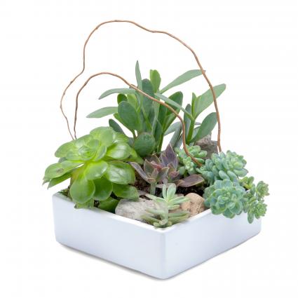 Stunning Succulent Garden Arrangement