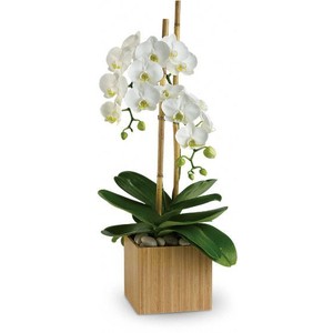 Stylish Double White Phalaenopsis Orchid Long Lived Orchid Plant in Las Vegas, NV | AN OCTOPUS'S GARDEN