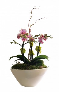 Stylish Orchids Potted