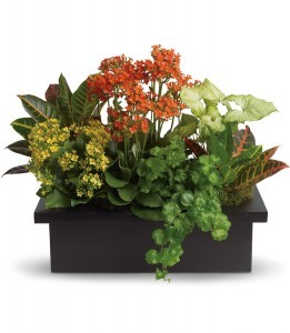 Stylish Plant Arrangement H1063A