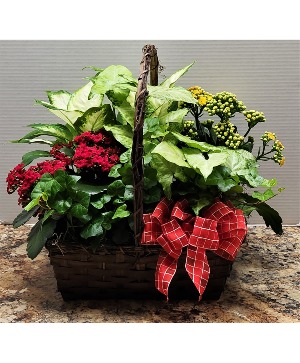 Stylish Planter Live Plants