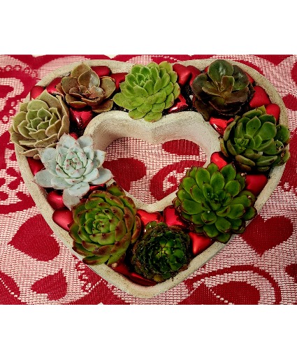 Succa For You Heart Shape Succulent Garden