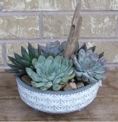 SUCCLENT PLANTER Indoor Plant