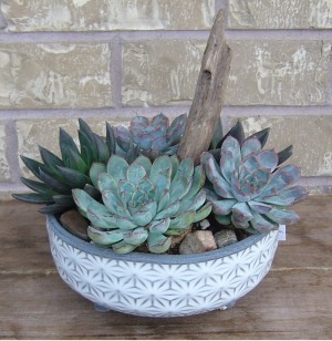 SUCCLENT PLANTER Indoor Plant