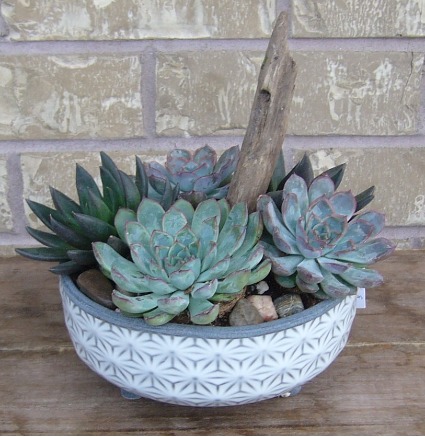 SUCCLENT PLANTER Indoor Plant
