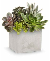 Succuelents  in Ontario, California | ONTARIO FLOWERS & SUPPLIES by PICAZO'S FLOWERS