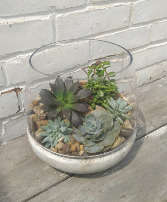 Succulant Bowl Designer's Choice