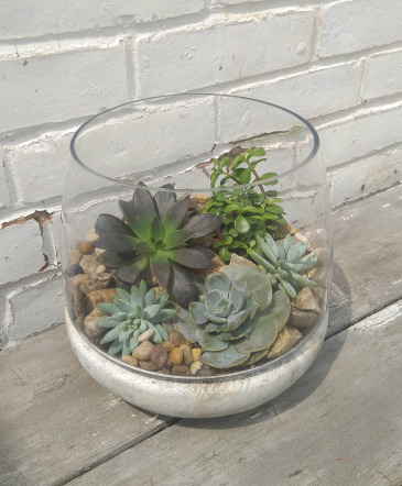 Succulant Bowl Designer's Choice in Glastonbury, CT | THE FLOWER DISTRICT