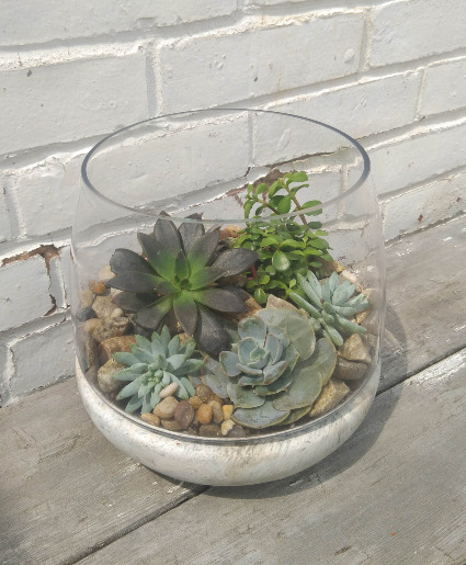 Succulant Bowl Designer's Choice