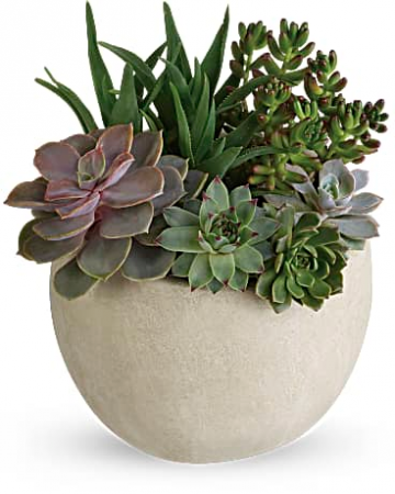 succulant dishgarden