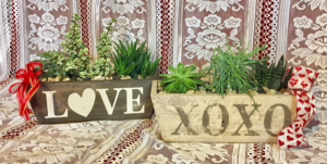 Succulent Garden in Fowlerville, MI | ALETA'S FLOWER SHOP Succulent Garden in Fowlerville, MI | ALETA'S FLOWER SHOP