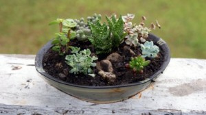 Succulant Garden  Planter