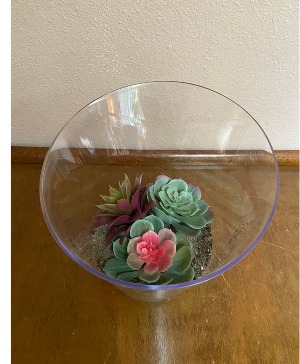 SUCCULANT GARDEN FOREVER PLANTS PERFECT NO WATER NO CARE 