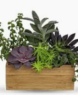 succulant wooden dishgarden 