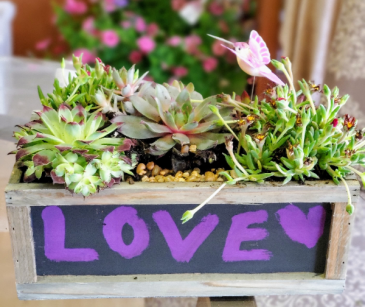 Succulants in Chalkboard Planter plants