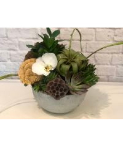 Succulent & Air Planr Texture Garden Plant Arrangement