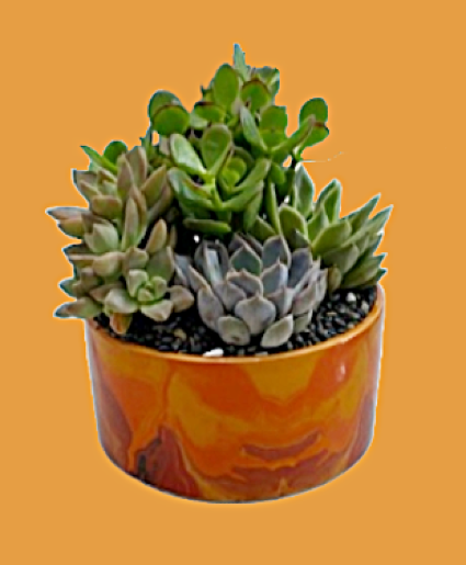 Succulent Arrangement New Arrival 