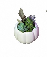 Succulent arrangement in ceramic pumpkin 