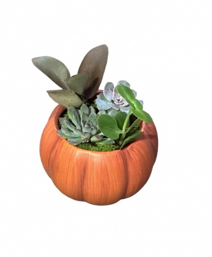 Succulent arrangement in ceramic pumpkin  