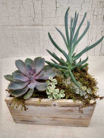 Succulent Arrangement- Think outside the box!
