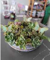 Succulent arrangement with butterflies Any occasion 