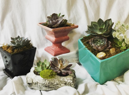 Succulent Assortments Call For Pricing