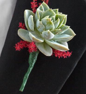 Succulent Boutonniere in Croton On Hudson, NY | Cooke's Little Shoppe Of Flowers Succulent Boutonniere in Croton On Hudson, NY | Cooke's Little Shoppe Of Flowers