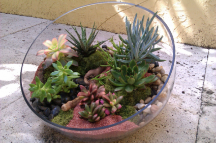 Succulent Bowl 
