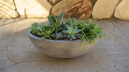 Succulent Bowl Potted