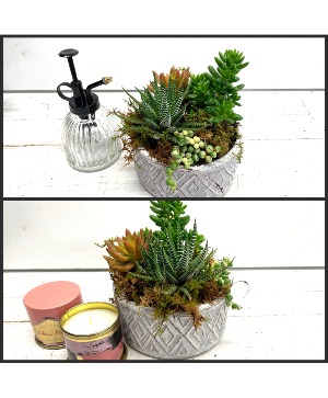 Succulent Bowl Gift Set 