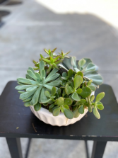 Succulent Bowl Assorted Succulents. Container style Varies.