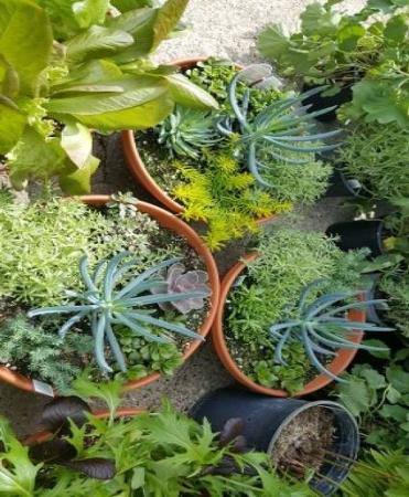 Succulent Bowl Plants, Succulents, & Terrariums