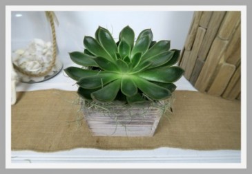 Succulent Savvy