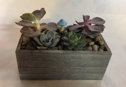 Succulent Box  