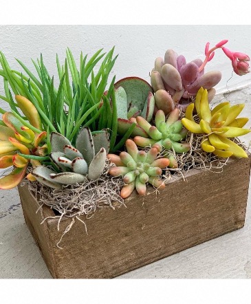 Succulent Box  in San Diego, CA | Little House Of Flowers