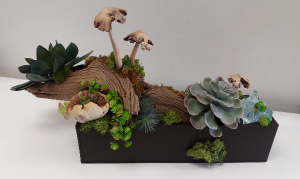 Succulent box Earthy arrangement 