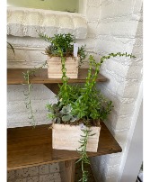 Succulent Box  Plants