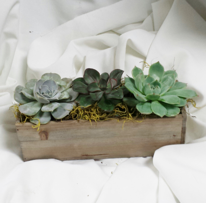 Succulent Boxed Green Plants