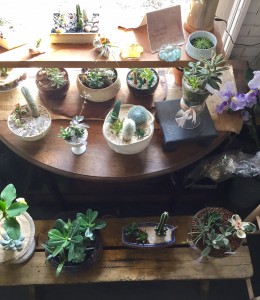 Succulent Cactus Garden plant