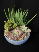 Succulent Ceramic Dish Garden 