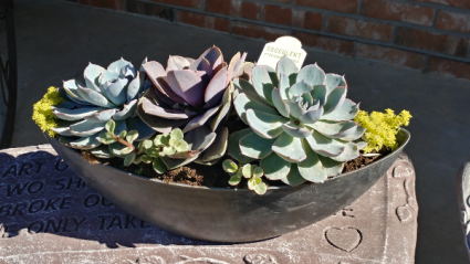 Succulent Combo Pot Mother's Day