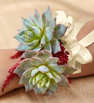 Succulent Corsage in Croton On Hudson, NY | Cooke's Little Shoppe Of Flowers Succulent Corsage in Croton On Hudson, NY | Cooke's Little Shoppe Of Flowers