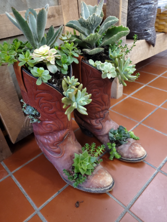 Succulent Cowboy Boot