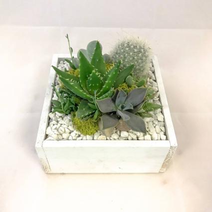 Succulent Wooden Box