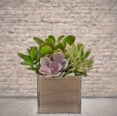 Succulents in Wood Box 