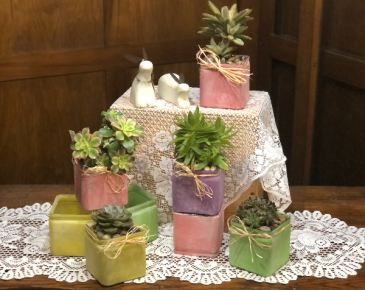 Succulent Cube Plant