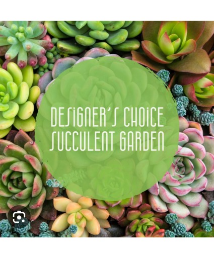 Succulent Designer Choice 
